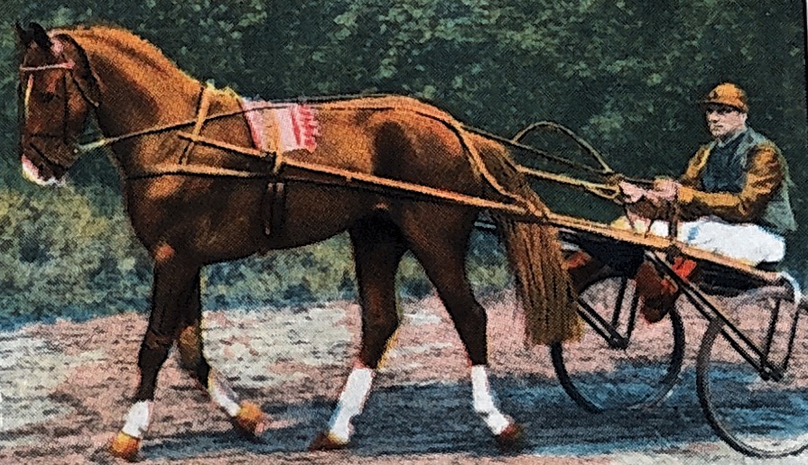 87 van Leeuwen Paardensport